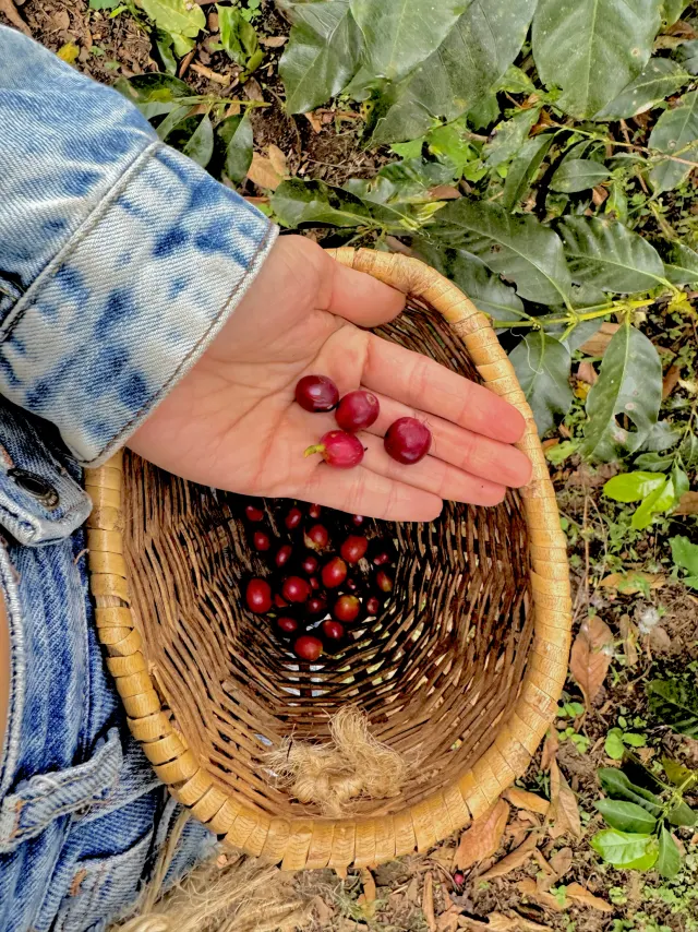 Cerezas recién recogidas a mano durante la cosecha