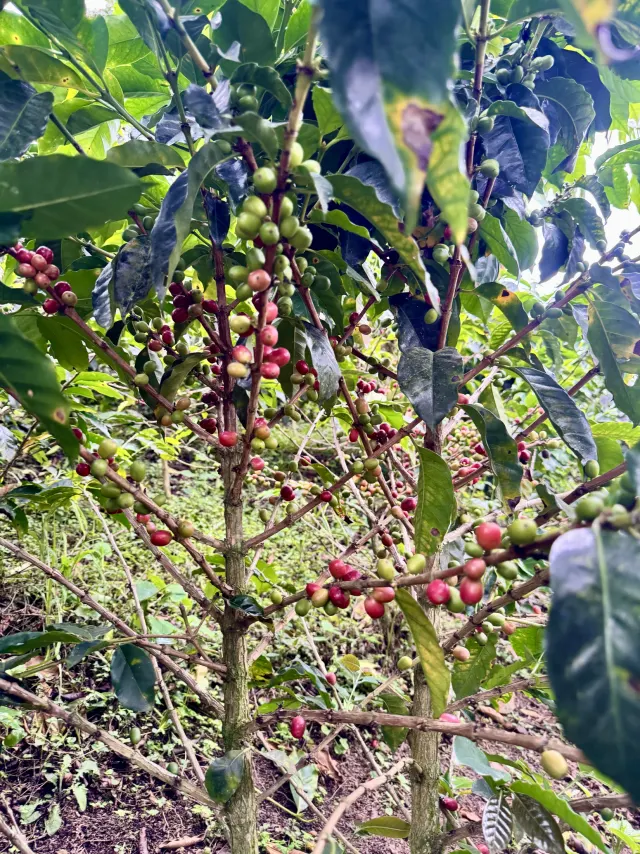 Cerezas maduras en la rama, en la finca de Balboa