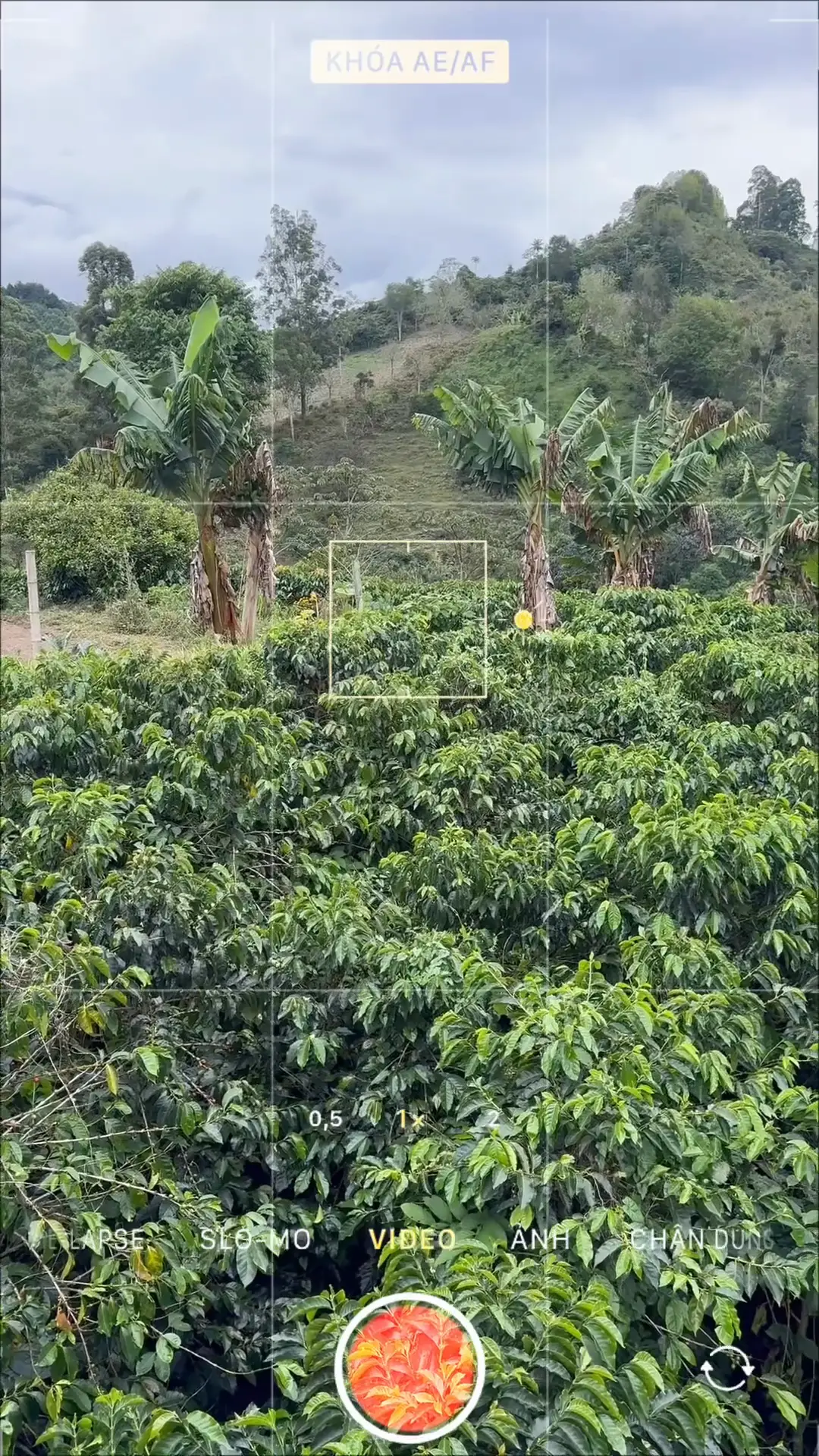 El cafetal de la finca, en las montañas de Risaralda