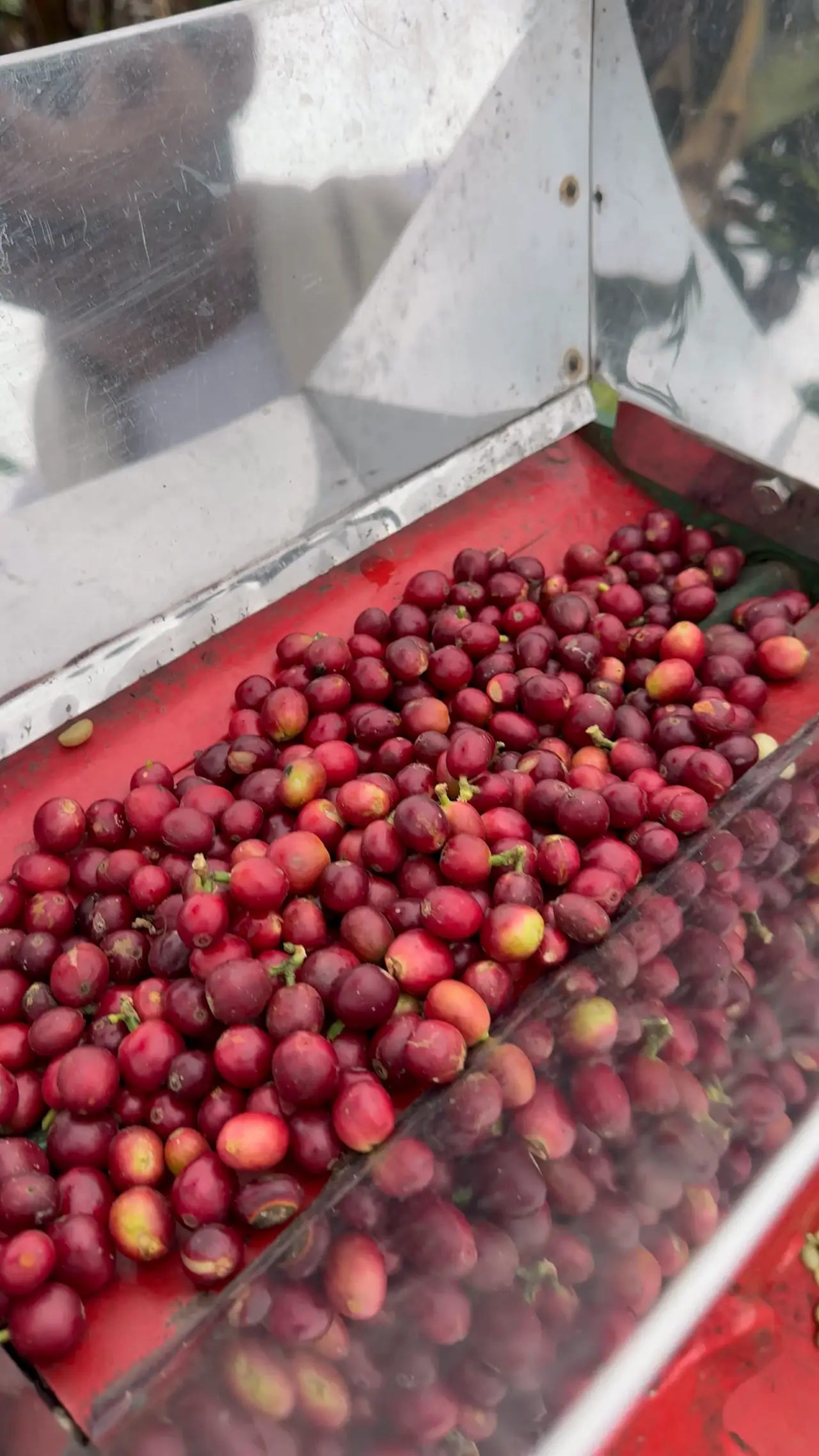 The beans being turned during drying